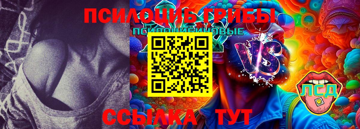 Псилоцибиновые грибы Psilocybine cubensis  Горно-Алтайск  Псилоцибиновые грибы мухоморы 